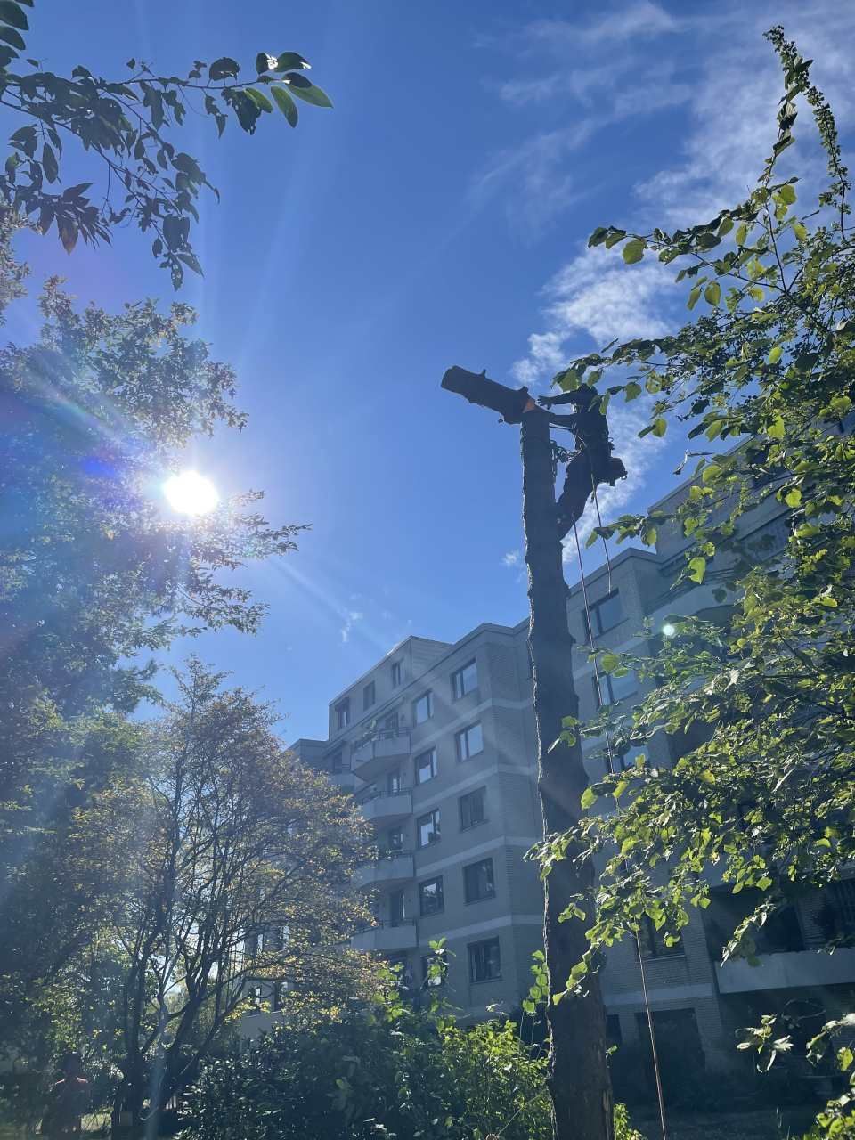 GARTENZEIT GmbH Gartenbauprojekt Baumpflege