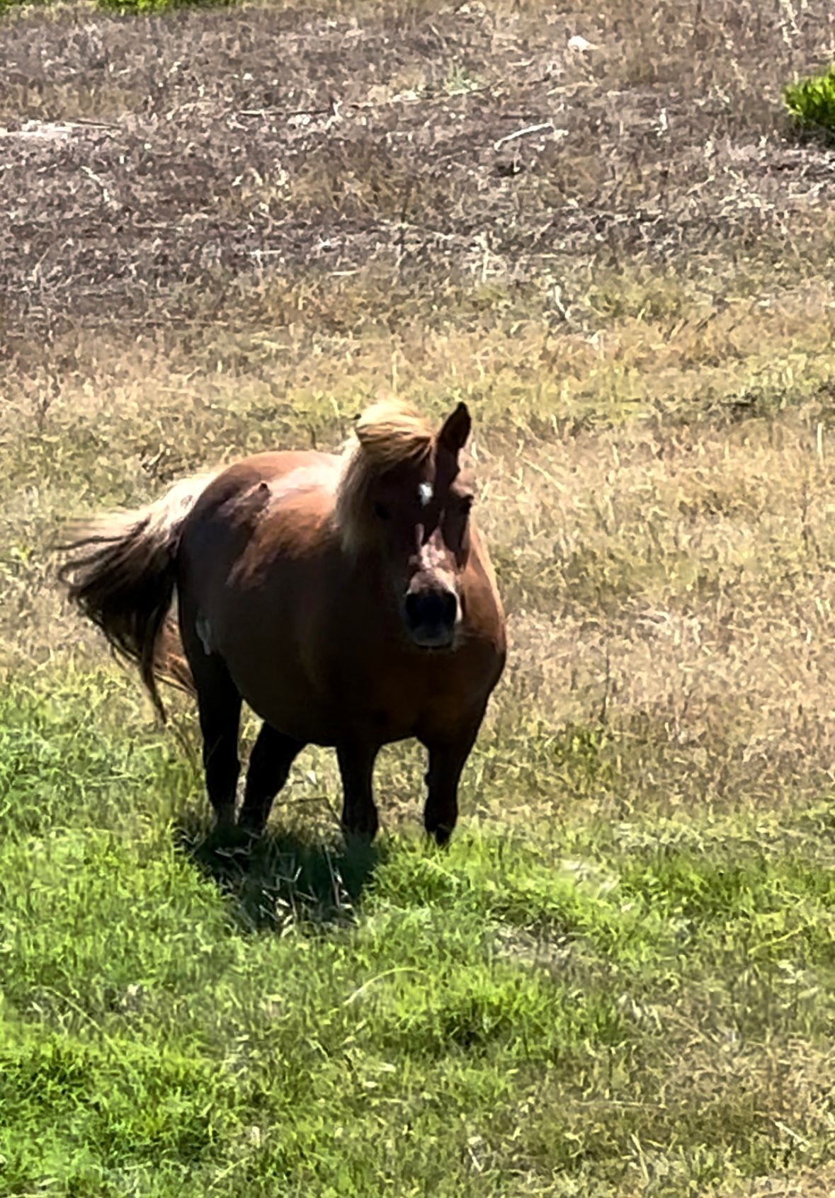 Un poney dans un champs