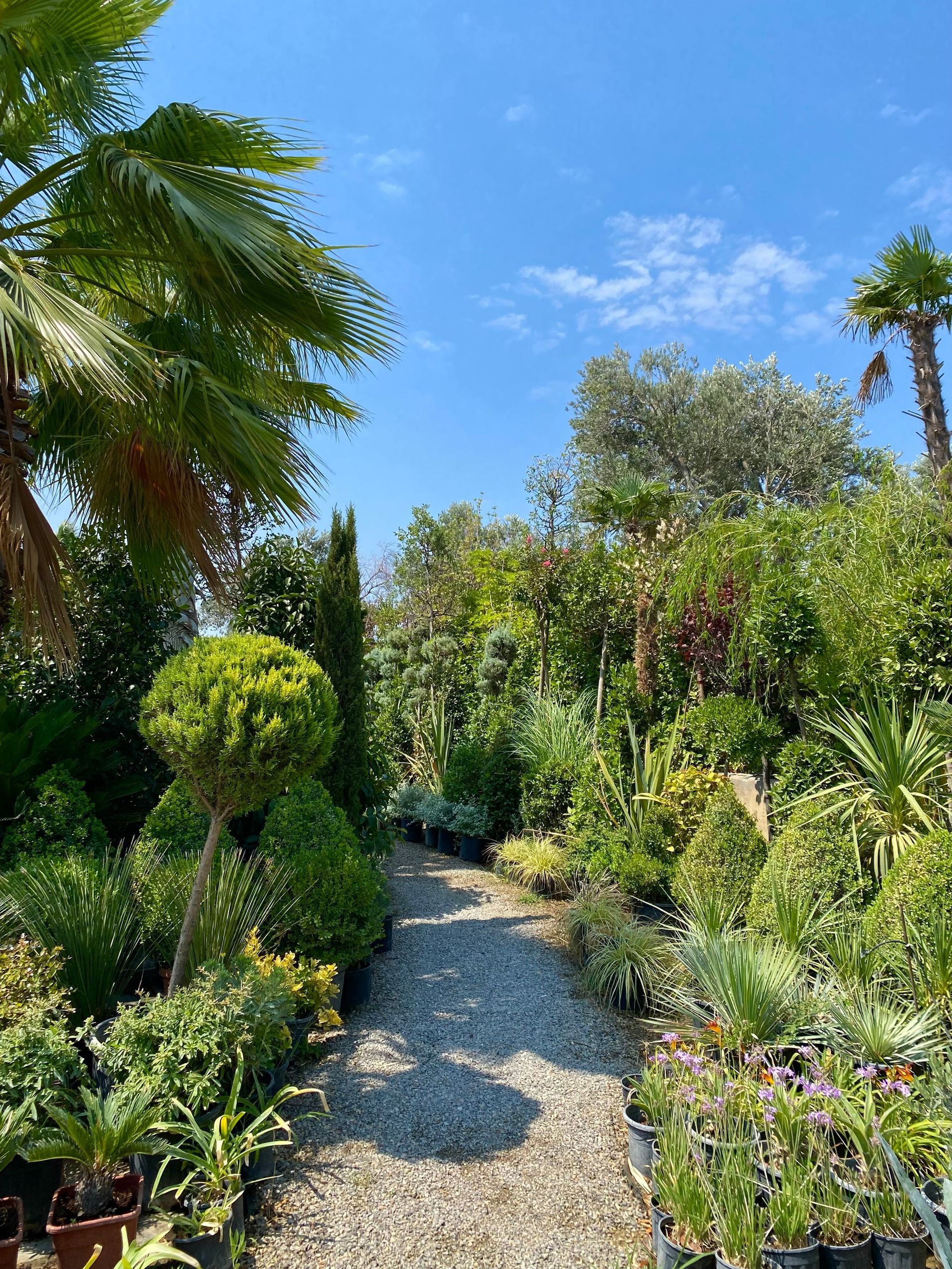 Allée de gravier traversant un jardin tropical luxuriant sous un ciel bleu éclatant