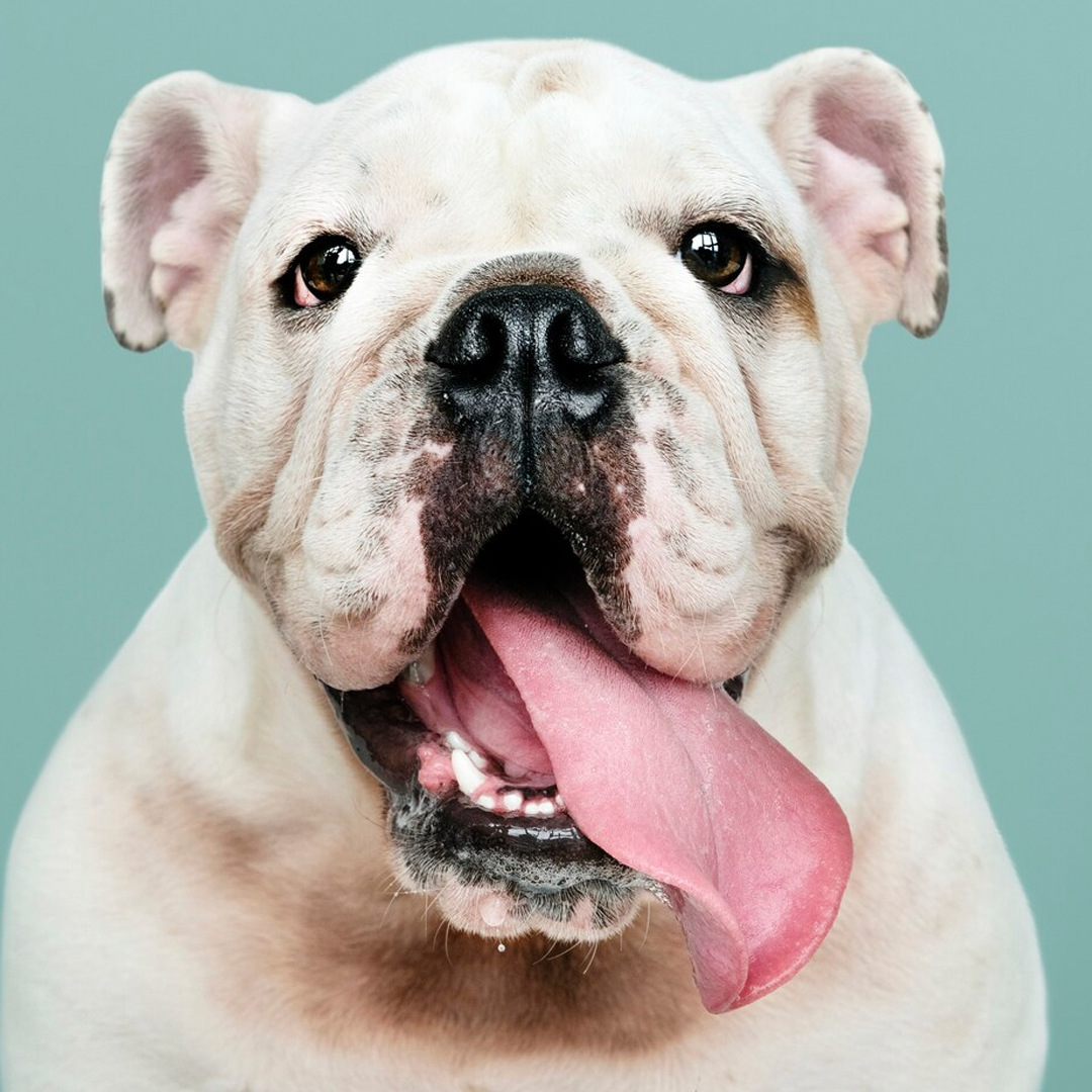 Bulldog bianco con la lingua di fuori, rivolto in avanti su uno sfondo azzurro chiaro.