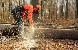 Ein Mann schneidet im Wald mit einer Kettensäge einen Baumstamm ab