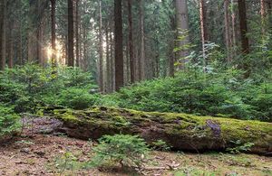Mitten in einem Wald liegt ein großer Baumstamm auf dem Boden.