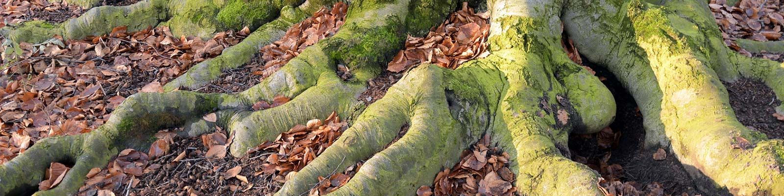 Die Wurzeln eines Baumes sind mit Moos und Blättern bedeckt