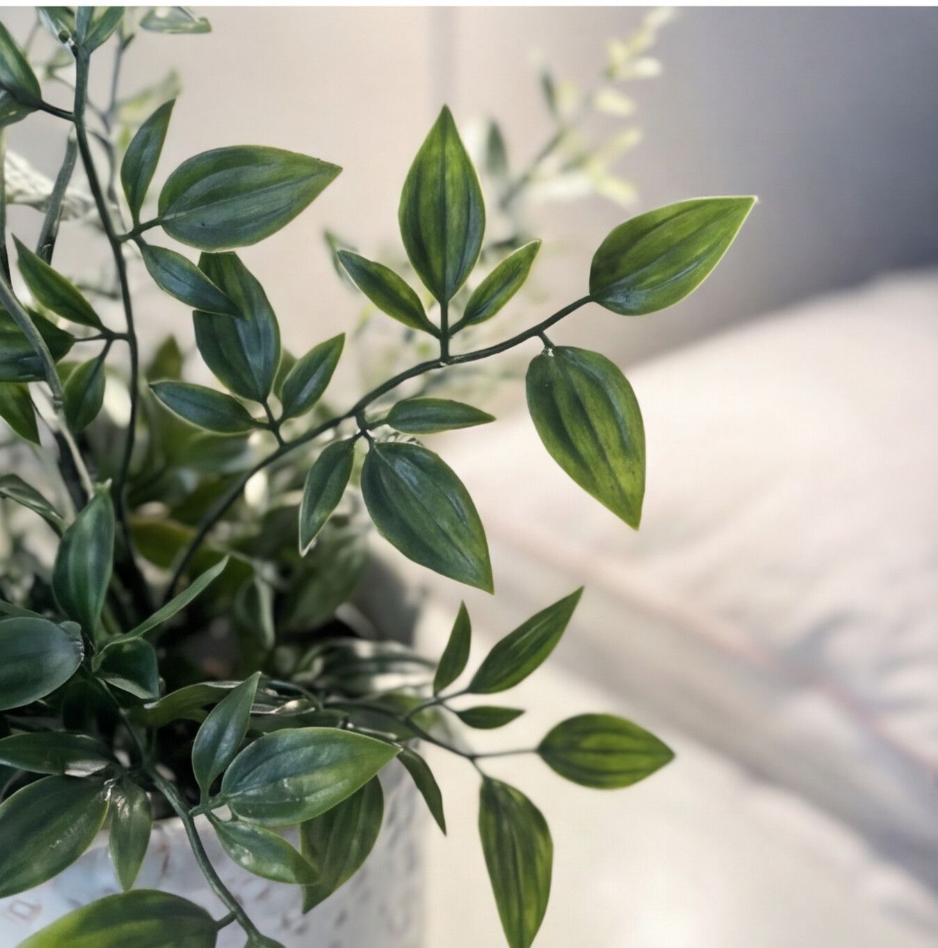 Närbild på gröna växtblad som ger en fräsch och hemtrevlig känsla.