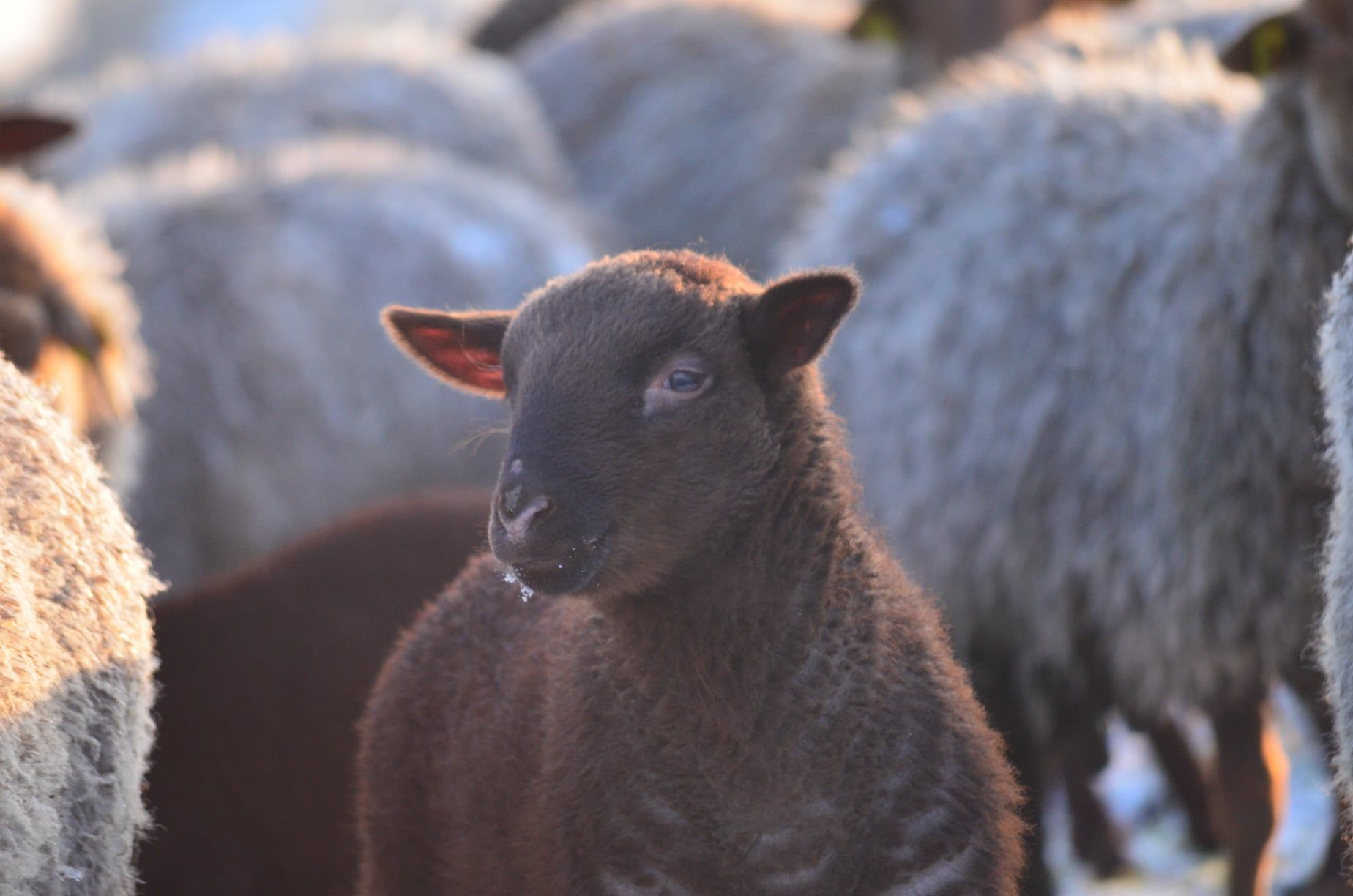 Agneau en hiver