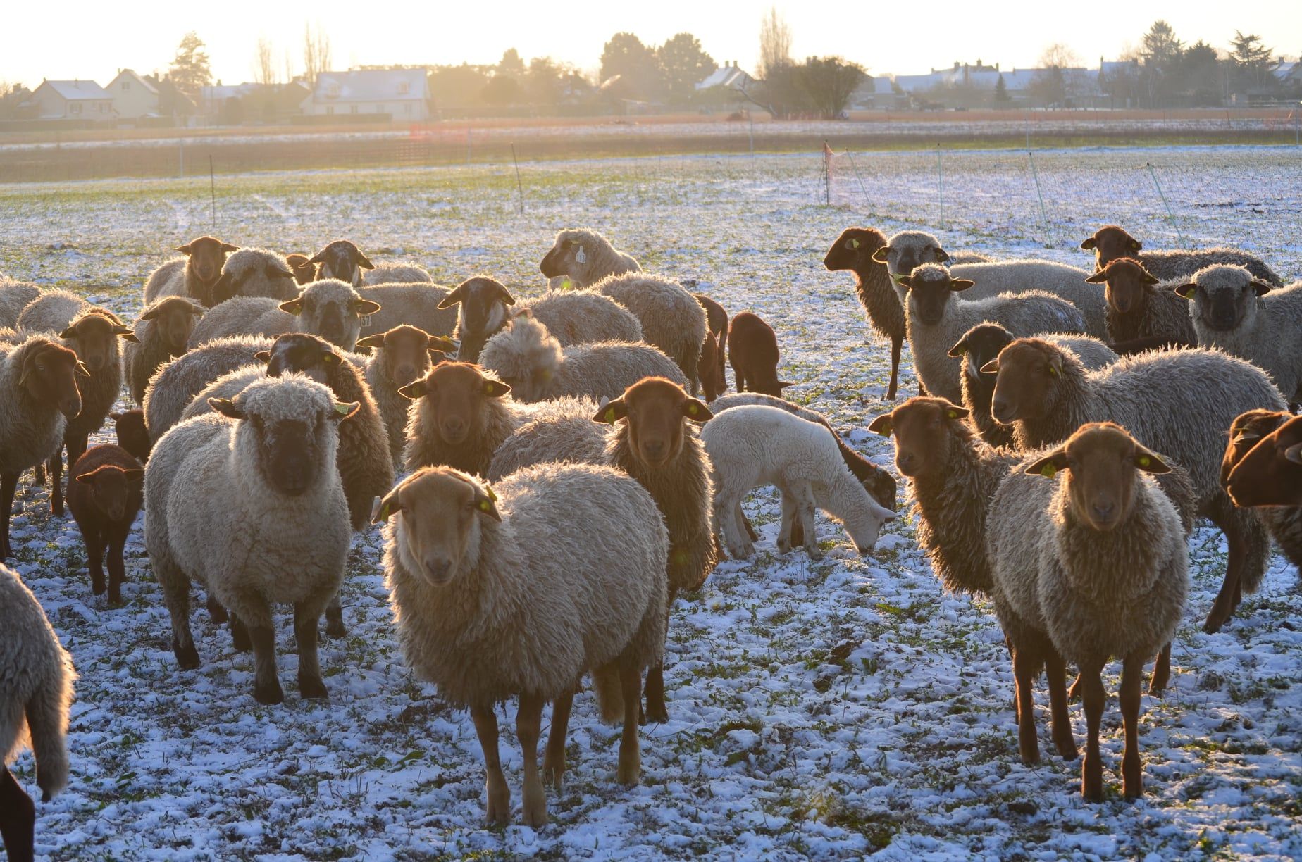 Troupeau de brebis sous le neige