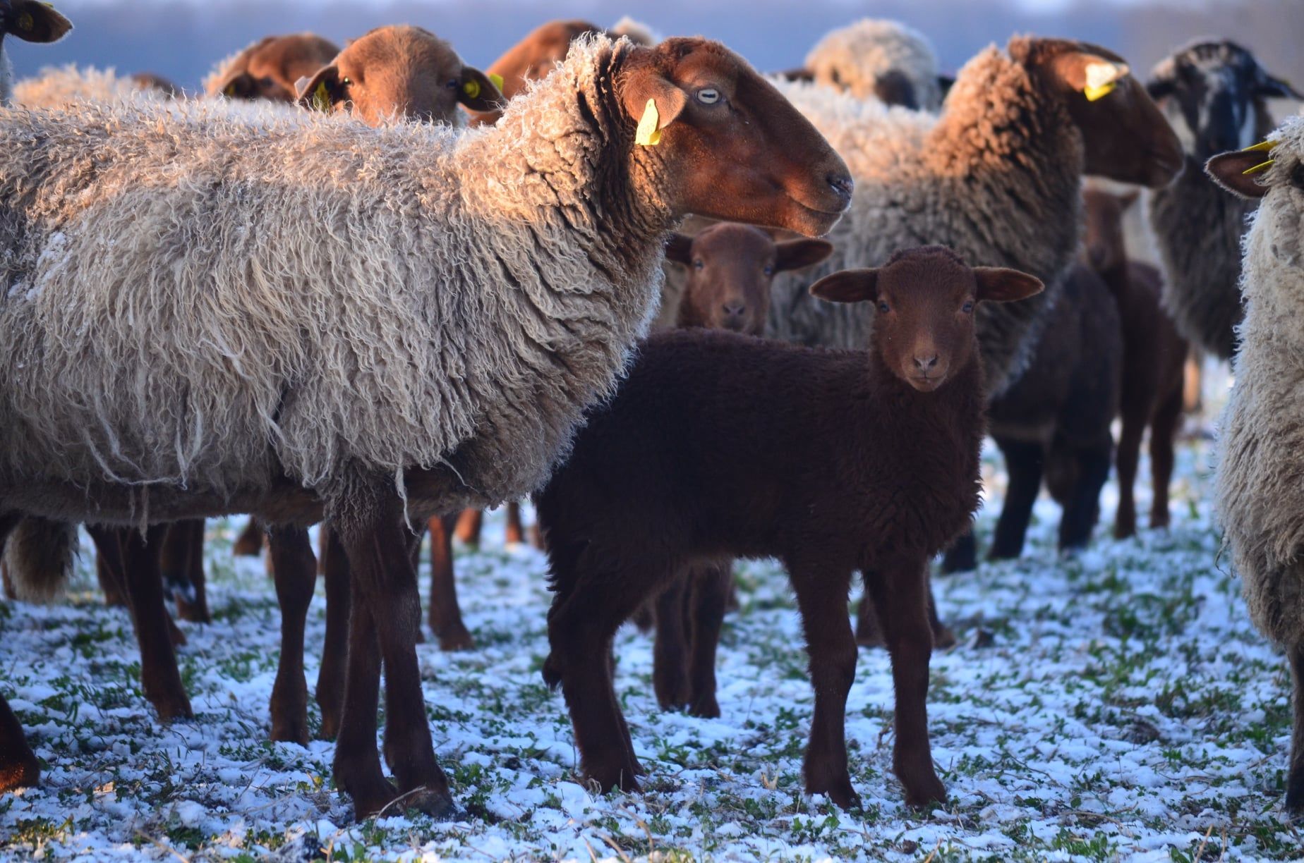 Troupe de brebis sous la neige