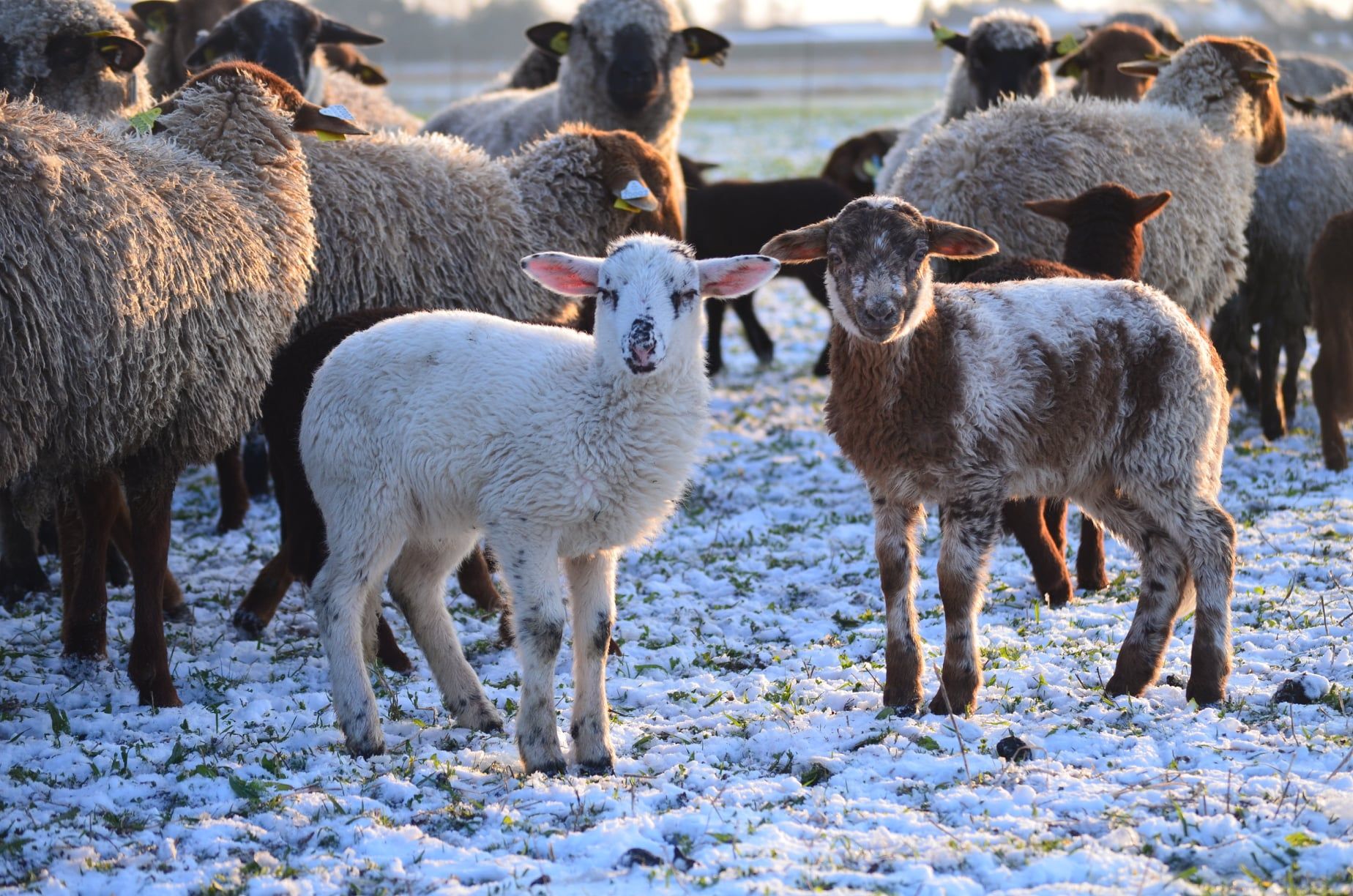 Agneaux sous la neige