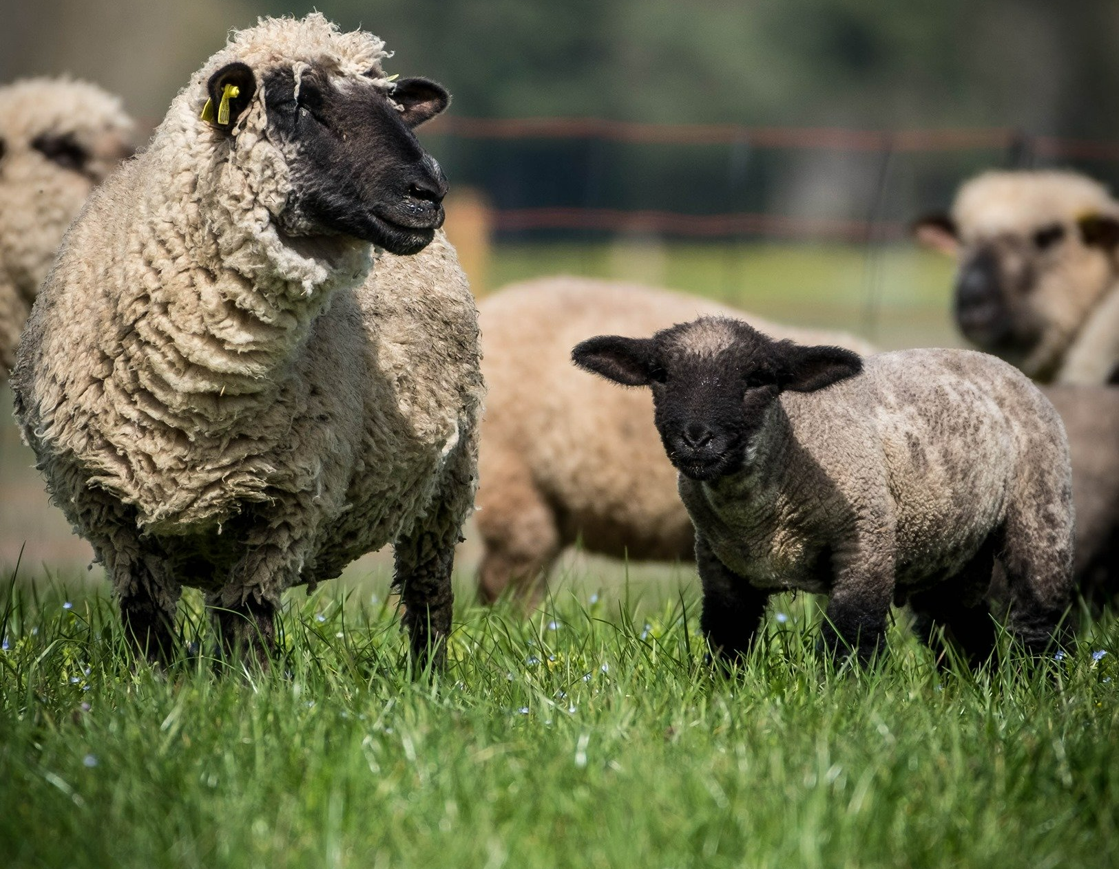 Brebis avec son agneau