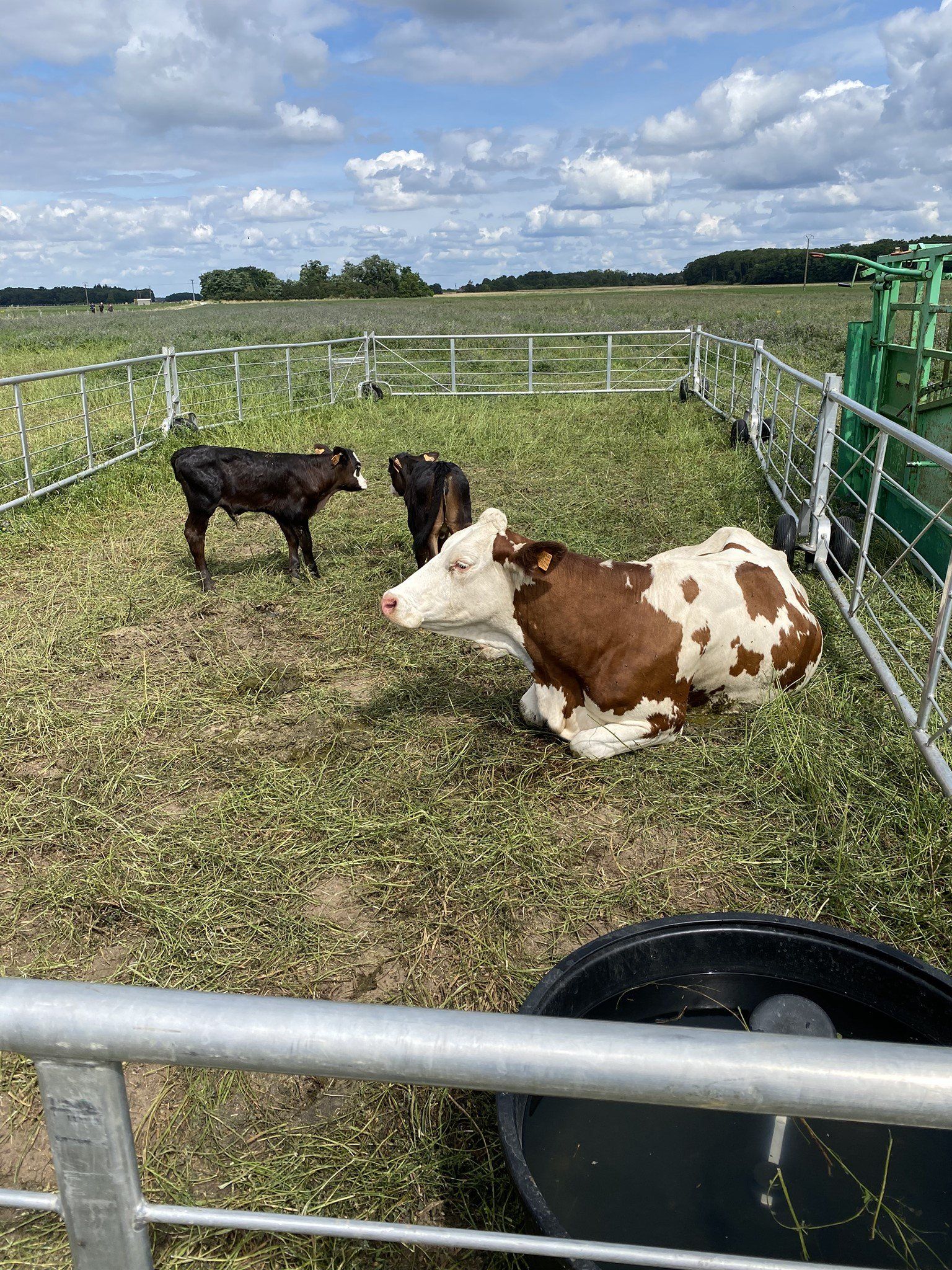Vache allongée