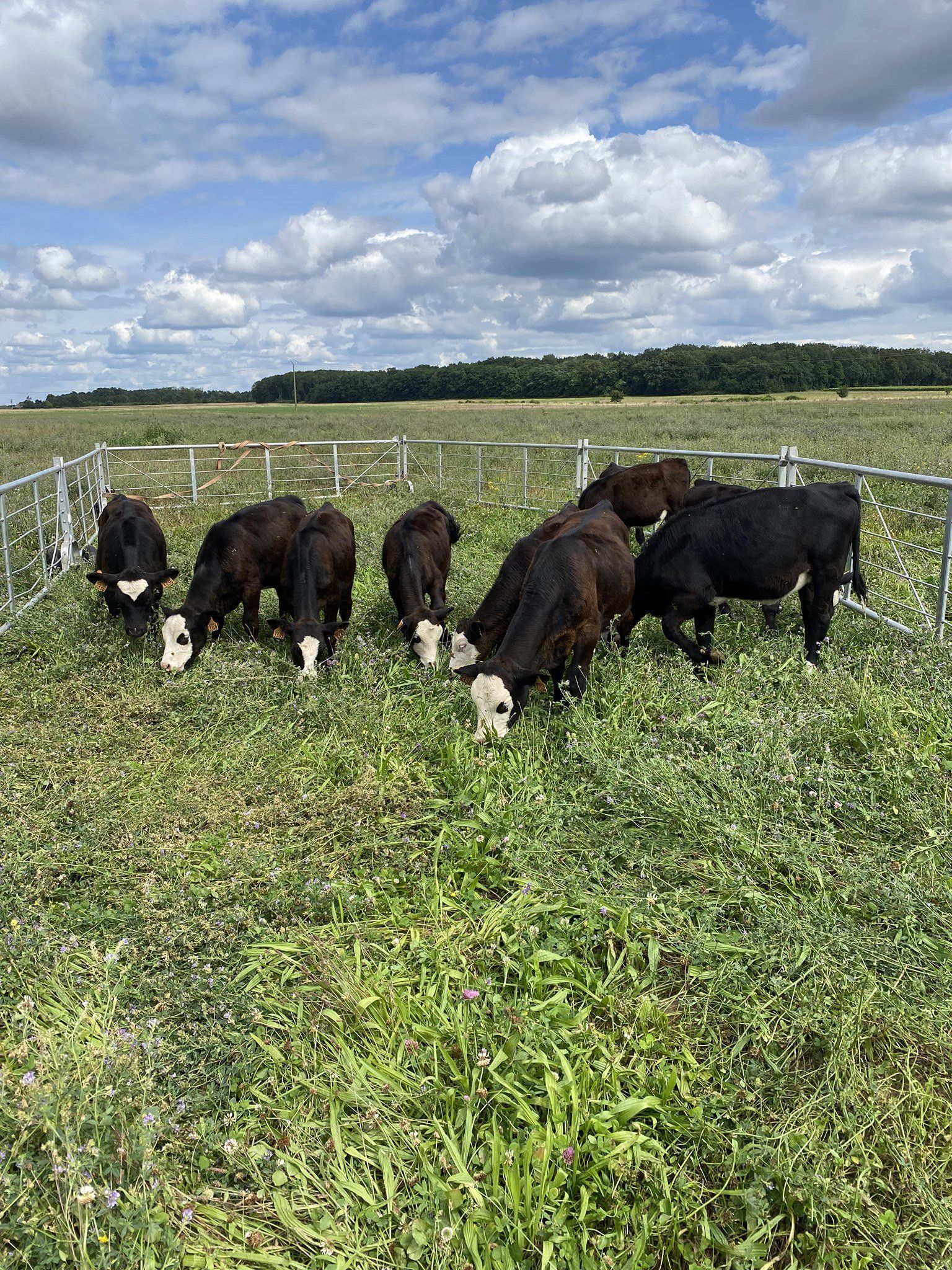 Troupeau de bœufs