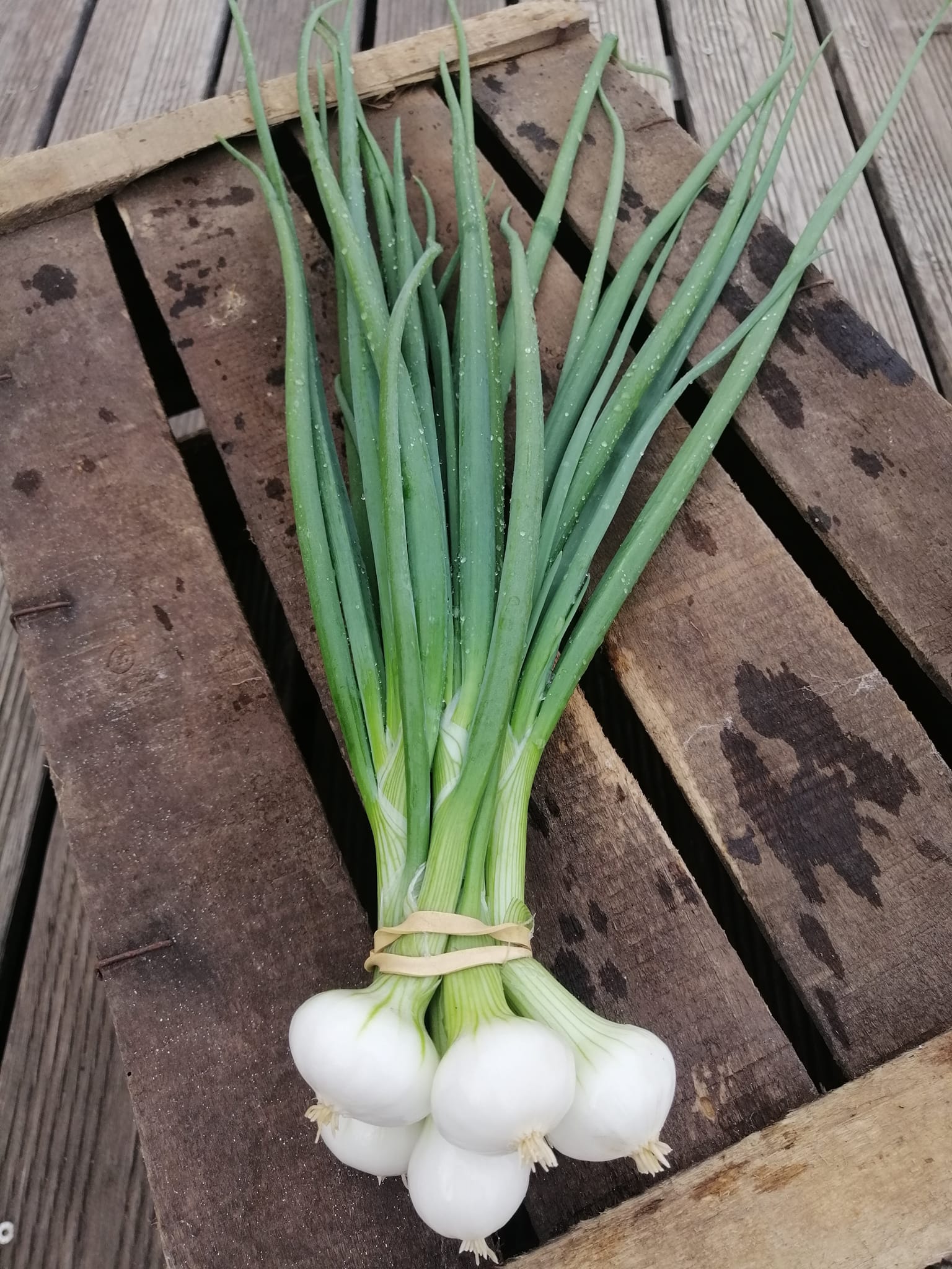 Oignons nouveaux