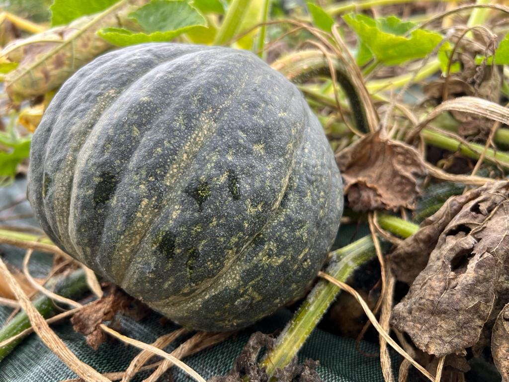 Citrouille