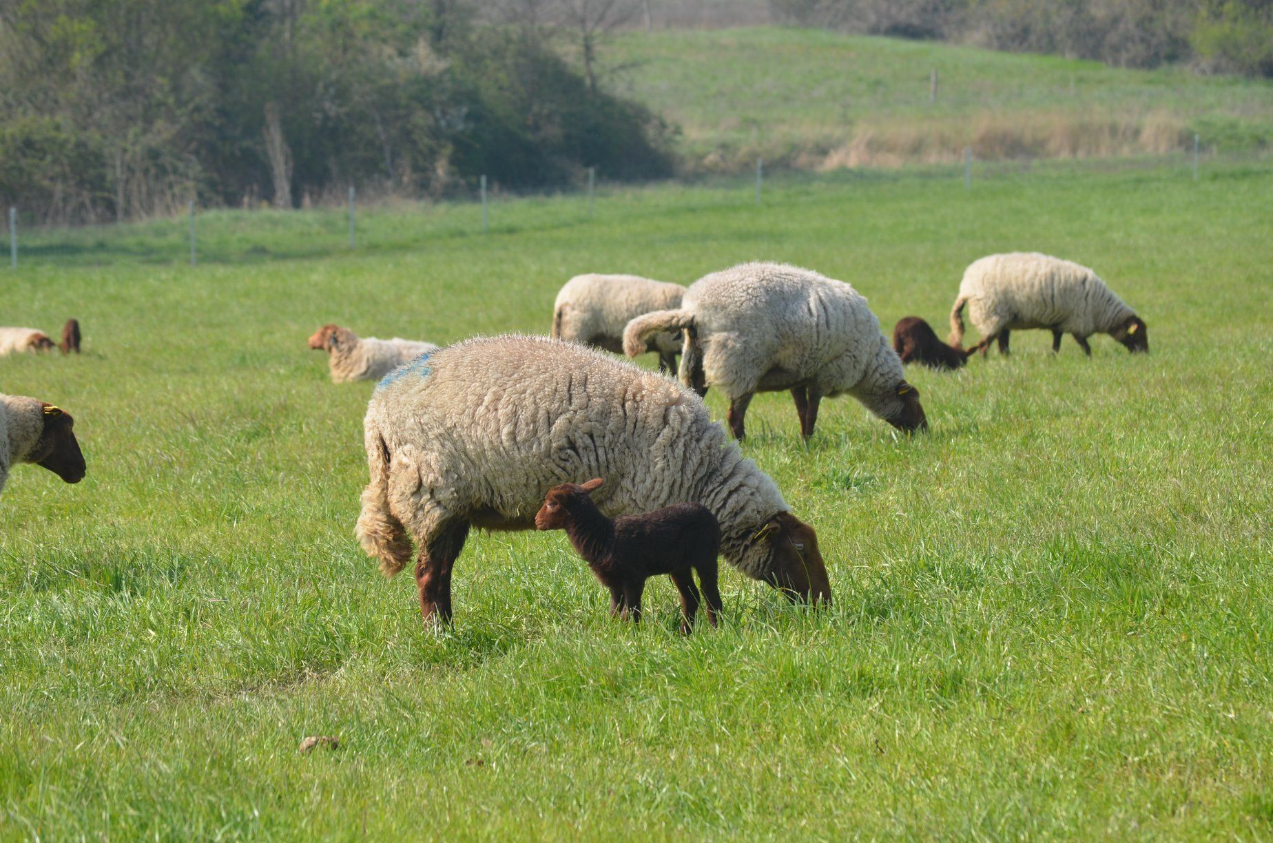 Brebis solognote et son agneau