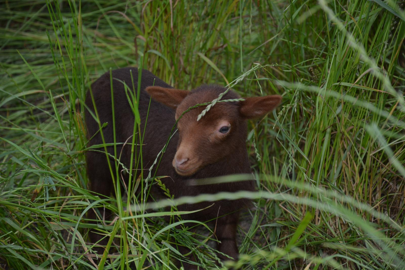 Petit agneau dans les hautes herbes