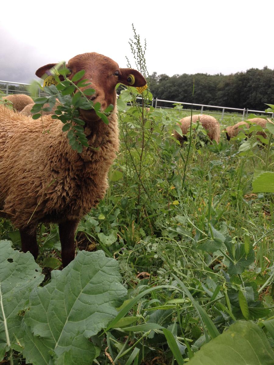 Brebis mangeant des hautes herbes