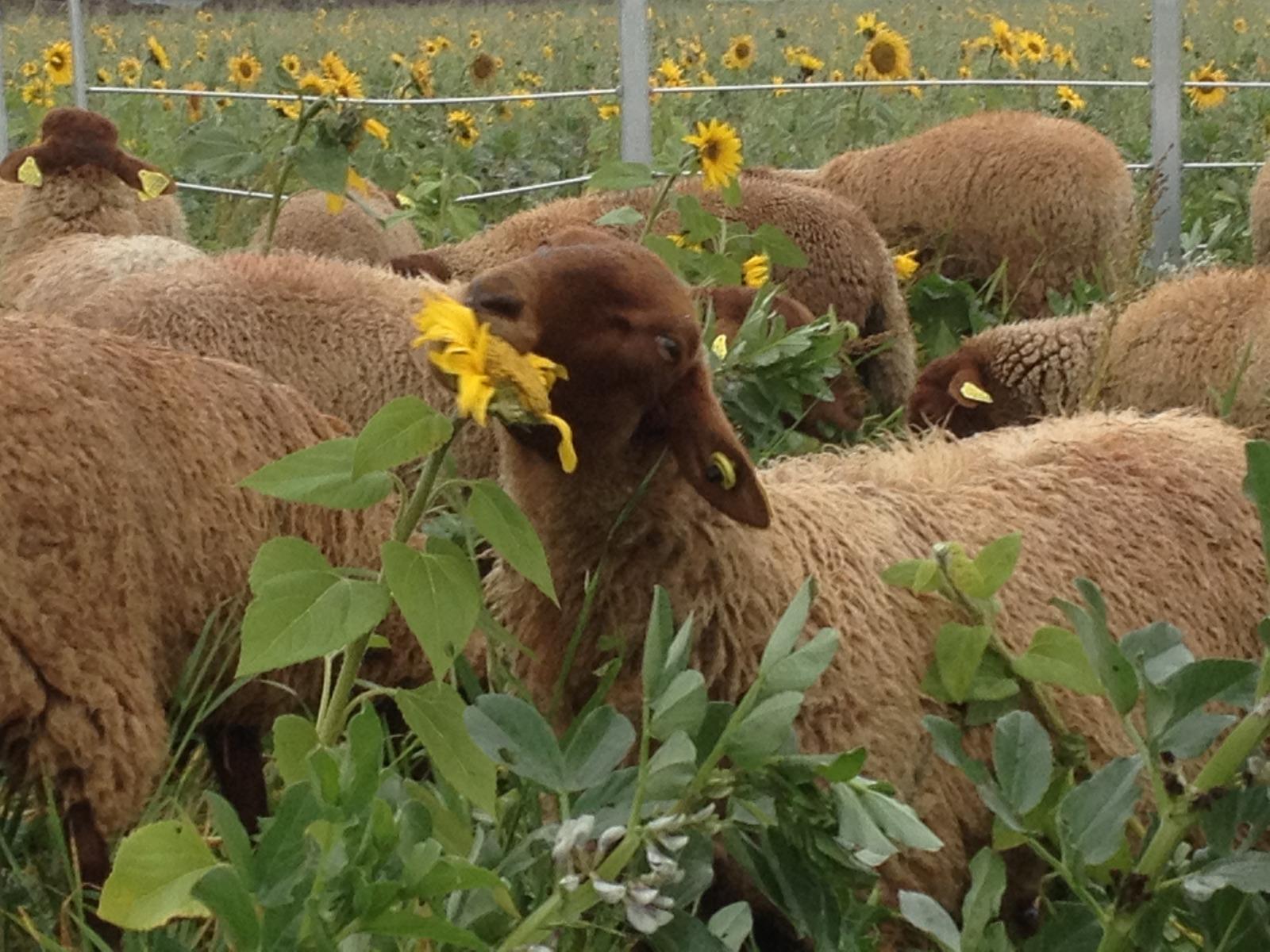 Agneau broutant une fleur