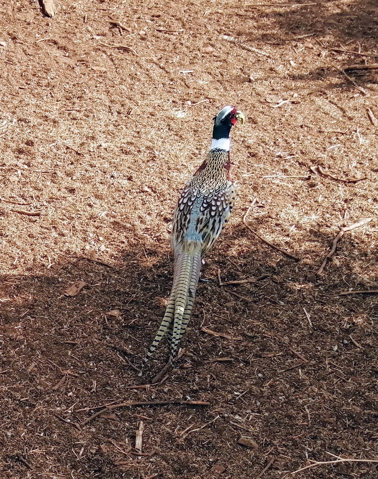 Faisan croisé américain