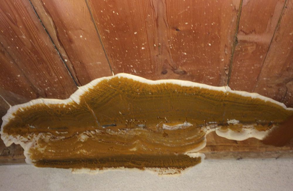 Présence de champignons bruns et blancs sur les planches du plafond en bois.