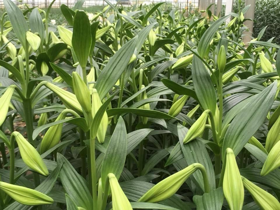 Aux arcades fleurs - horticulteur