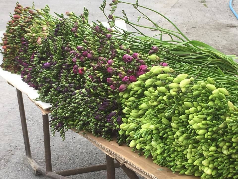 Aux arcades fleurs - fleurs coupées