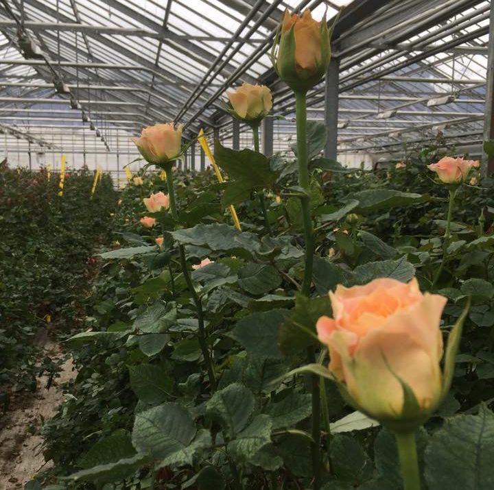 Aux arcades fleurs - rose