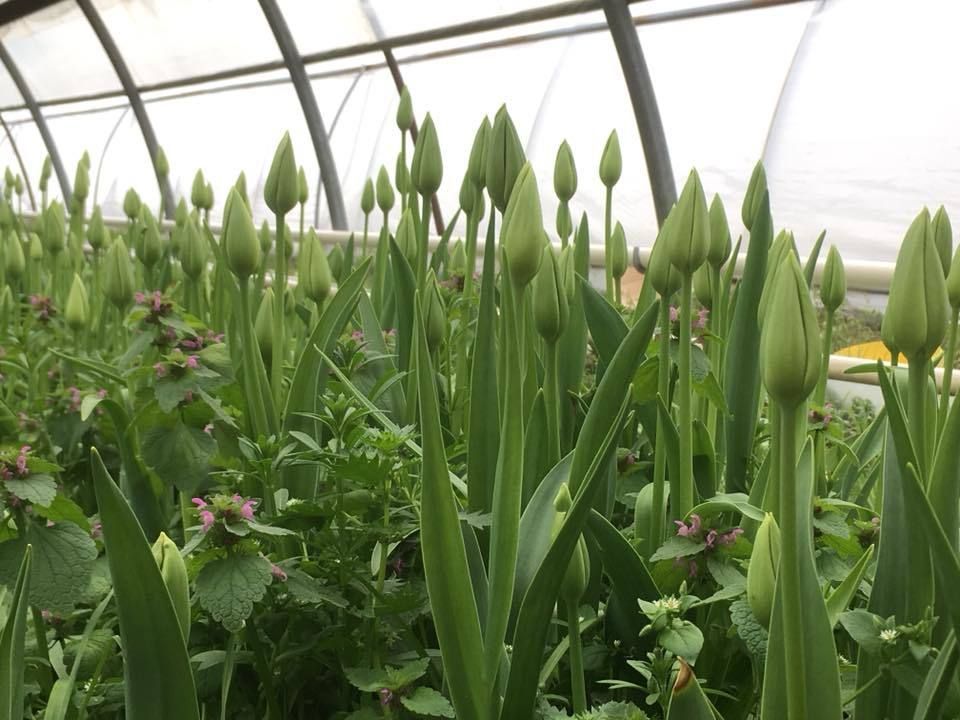 Aux arcades fleurs - orchidée