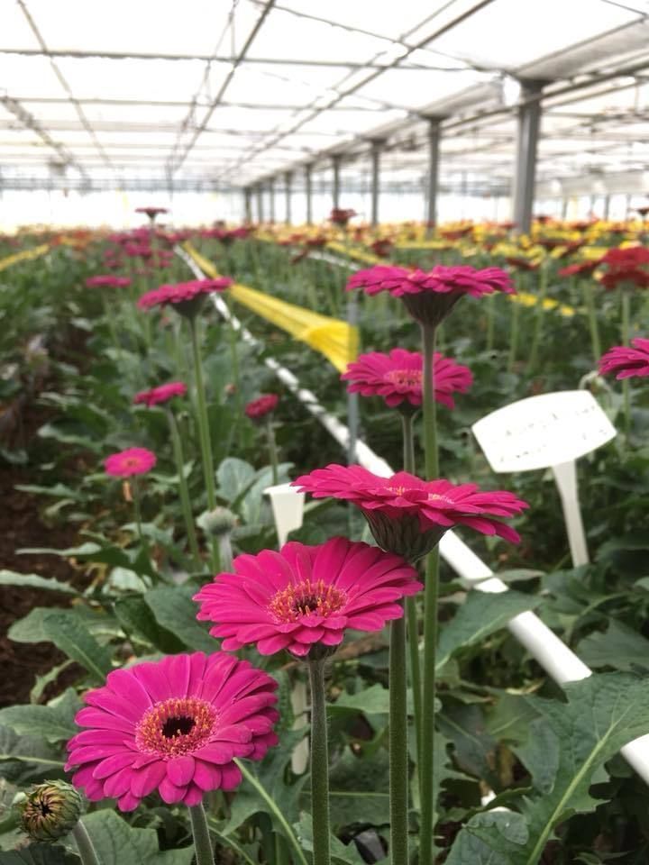 Aux arcades fleurs - ficus