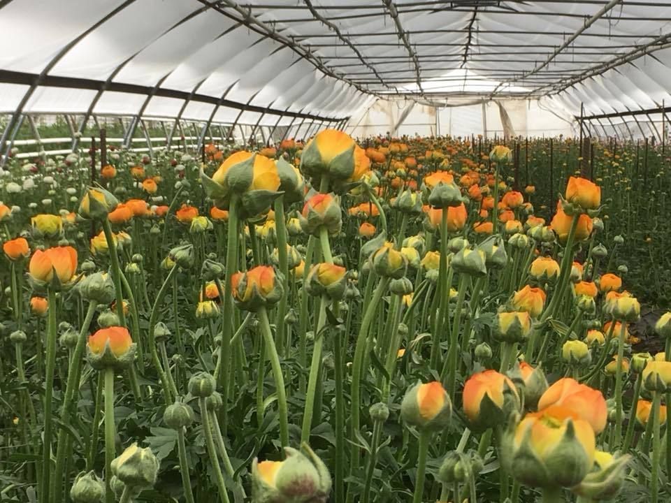 Aux arcades fleurs - fleurs exotique