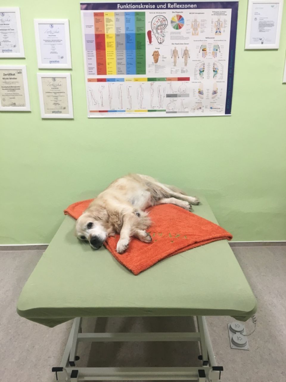 Hund wird in Hundesalon entfilzt.