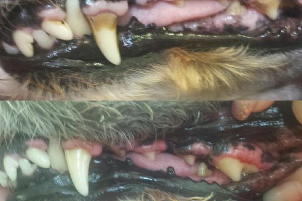 schlechte Zähne Hund