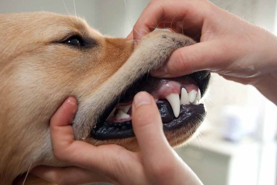 Untersuchung Hundegebiss