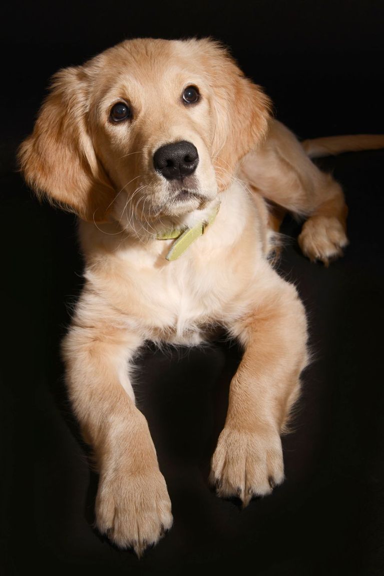 Golden Retriever