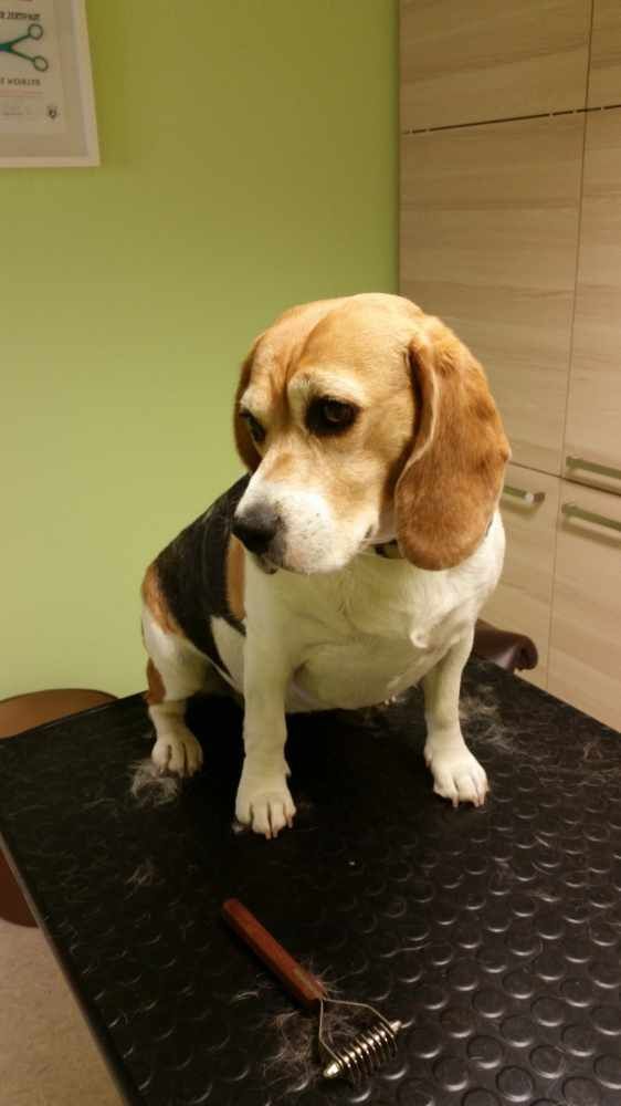 Beagle bei der Fellpflege