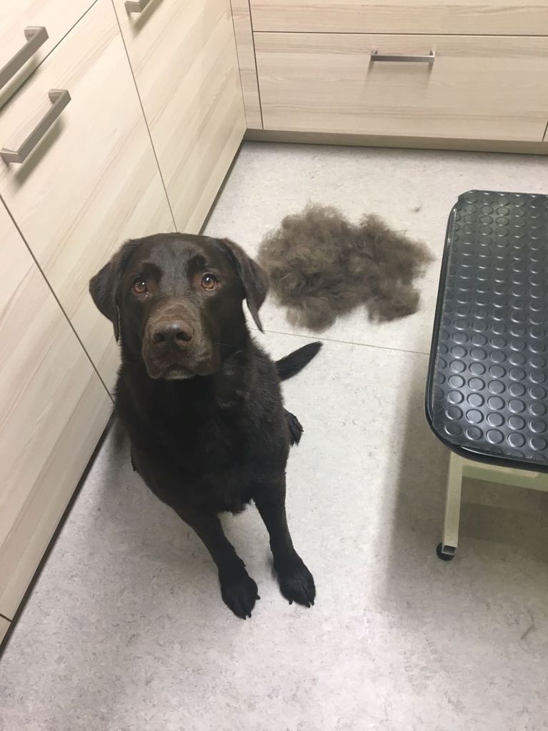 Dunkler Hund guckt hoch