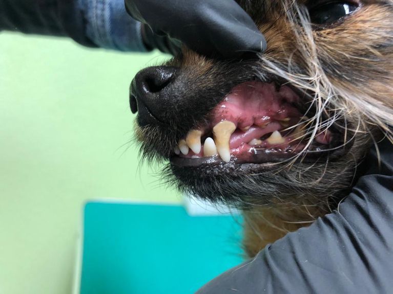 Untersuchung Hundezähne