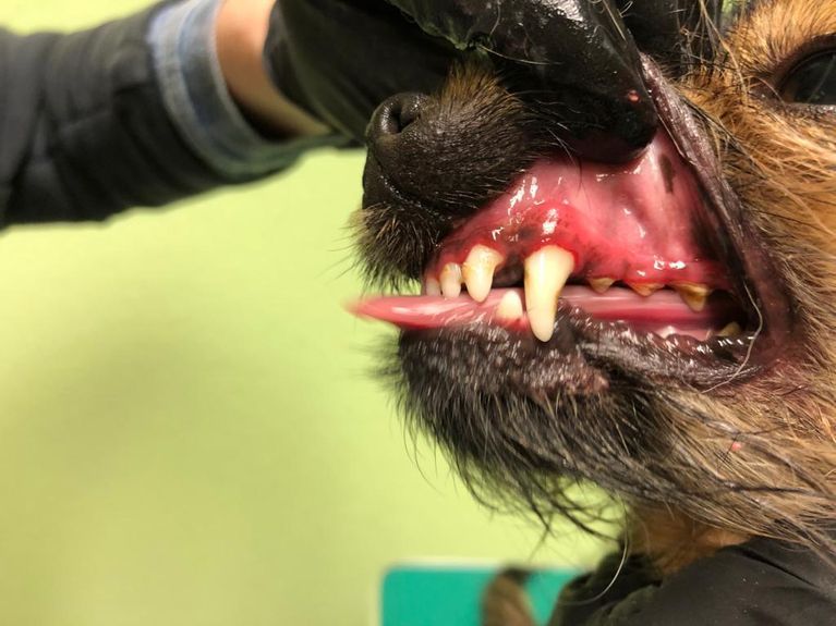 Hundegebiss wird untersucht