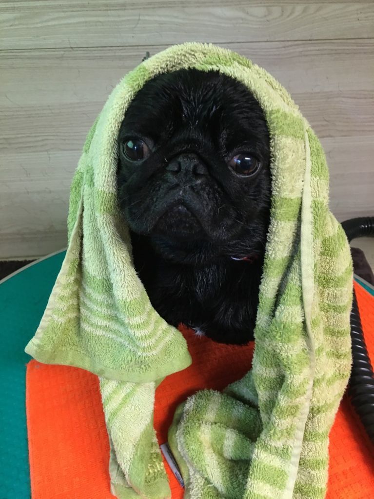 kleiner dunkler Hund nach Bad