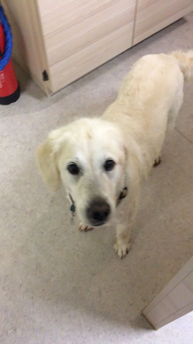 Weißer Hund wartet auf Fellpflege