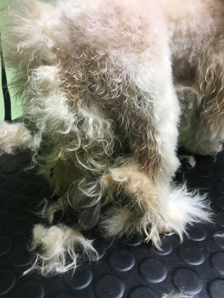 gelocktes Fell wurde geschoren