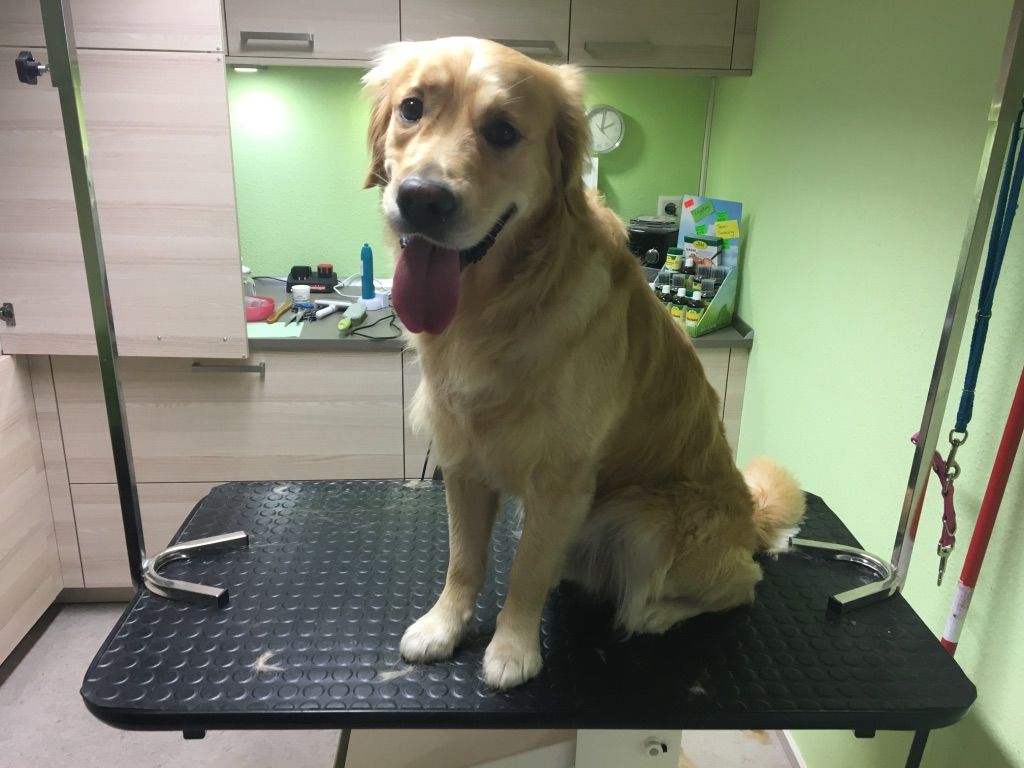 Golden Retrieve auf Liege