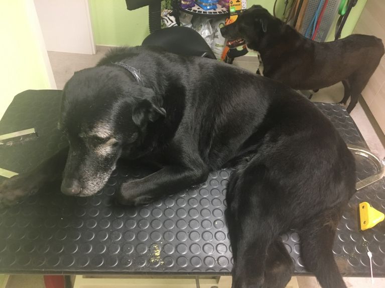 Dackel beim Tierarzt