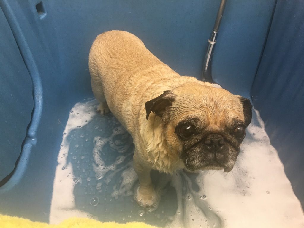 Pekinese wird gebadet