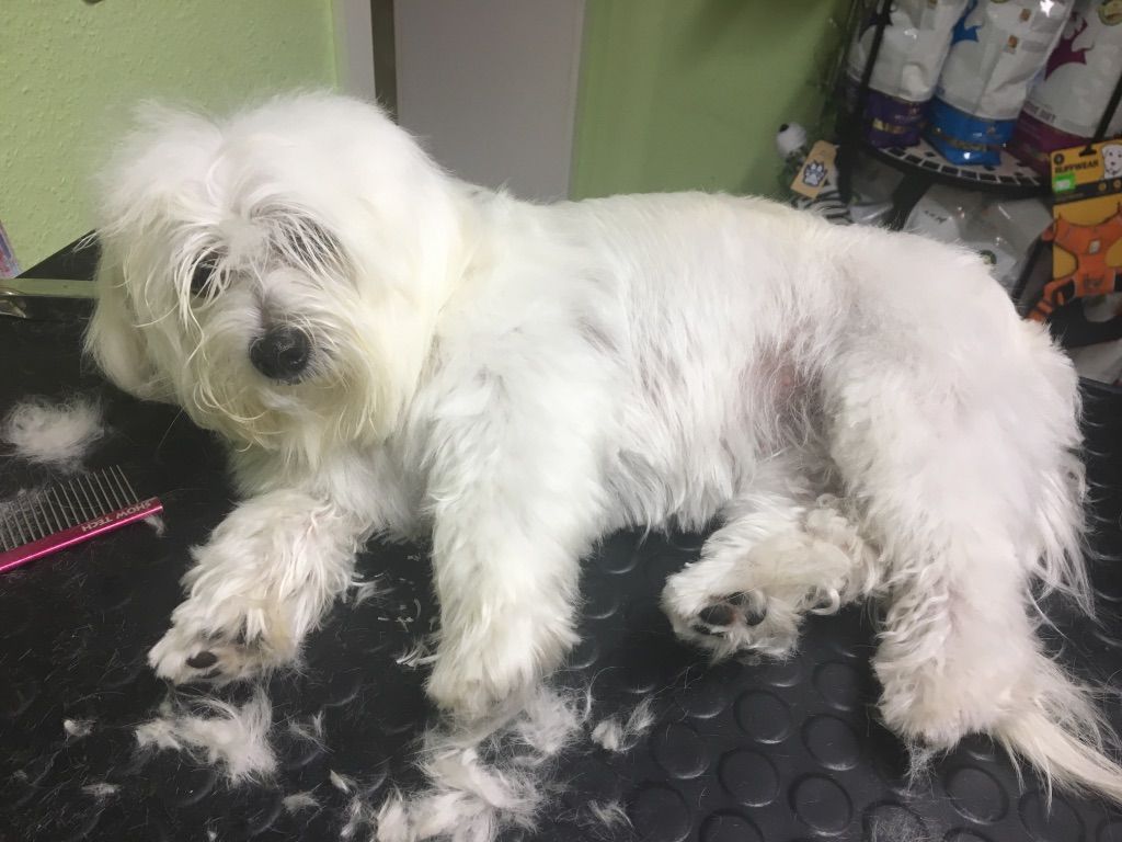 Fellpflege  Weißer Hund wird geschoren
