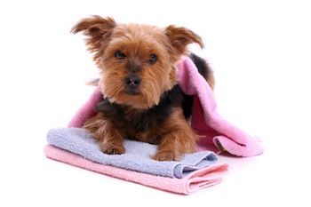 Hund wird im Hundesalon behandelt