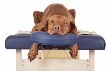 Hund wird im Hundesalon behandelt
