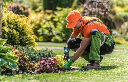 Gärtner mit orangefarbenem Hut stutzt mit einer Heckenschere ein buntes Blumenbeet in einem sonnigen Garten