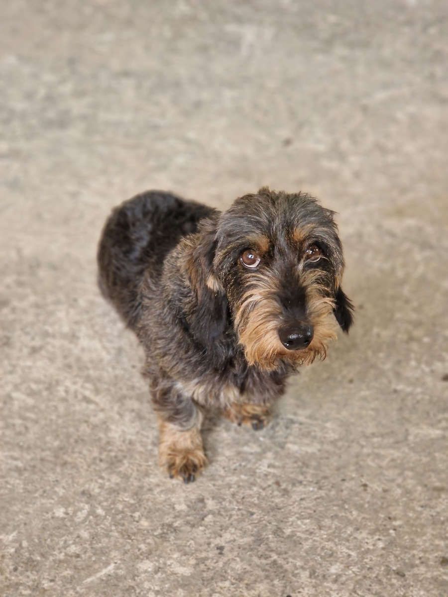 Betriebsdackel da Doni