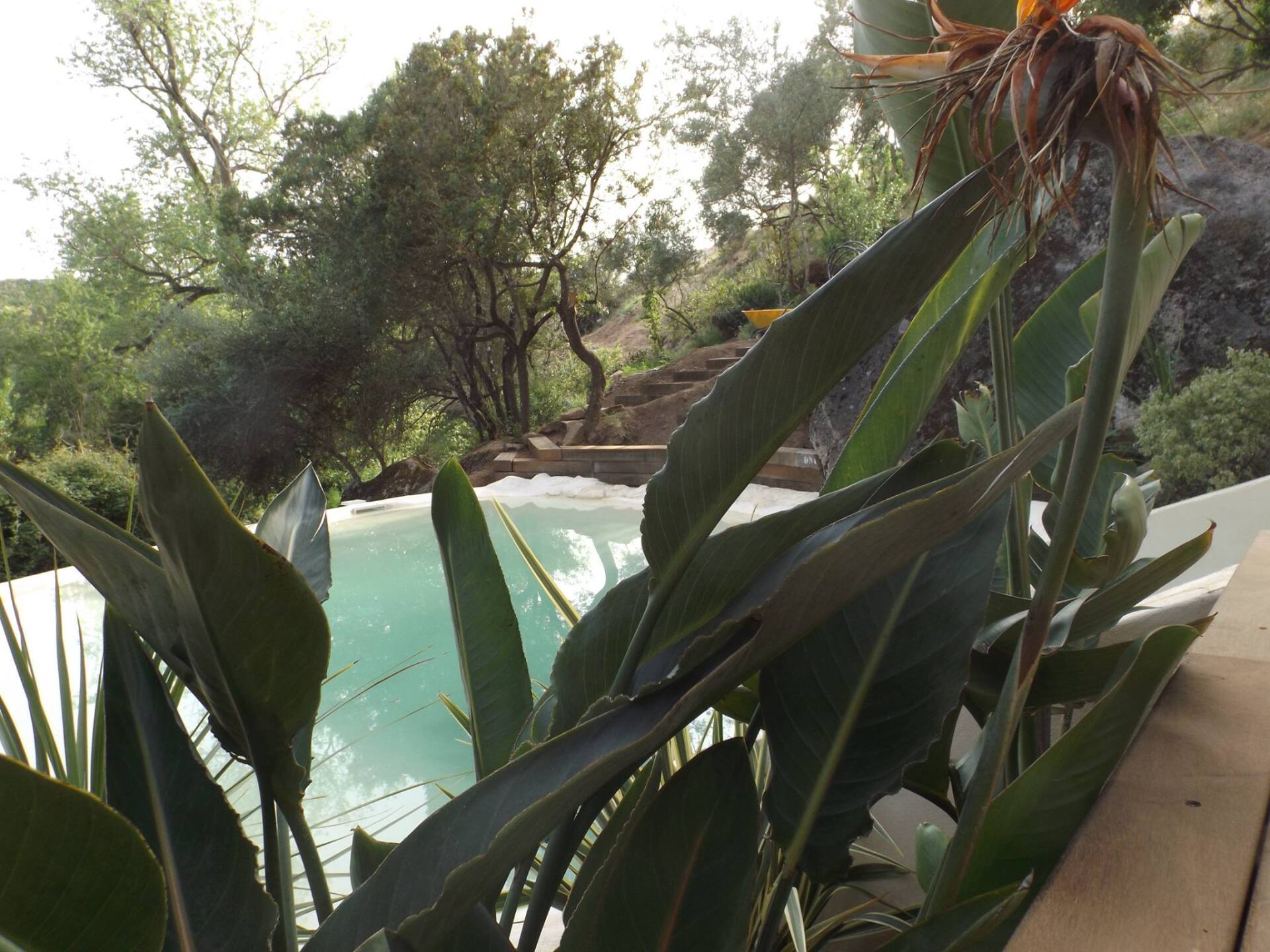 Création de piscine avec verdure