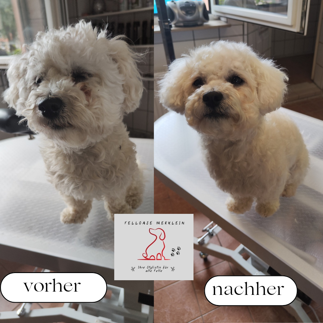 Ein Bild eines Hundes vor und nach der Fellpflege